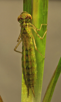 Anax longipes, nymph